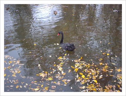 Black swan self confidence