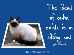 the ideal of calm exists in a sitting cat